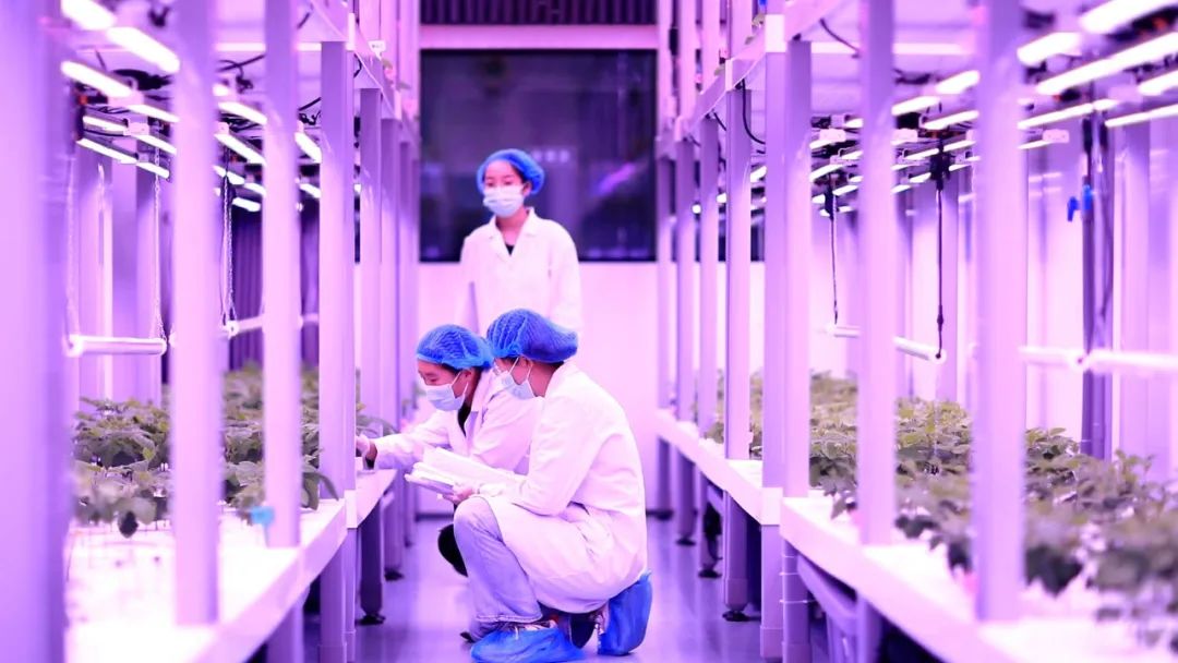 二十大时光丨山东：挖掘盐碱地利用潜力 夯实粮食安全根基
