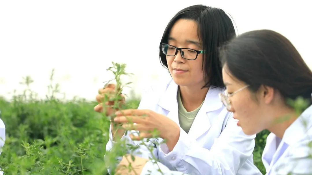 二十大时光丨山东：挖掘盐碱地利用潜力 夯实粮食安全根基