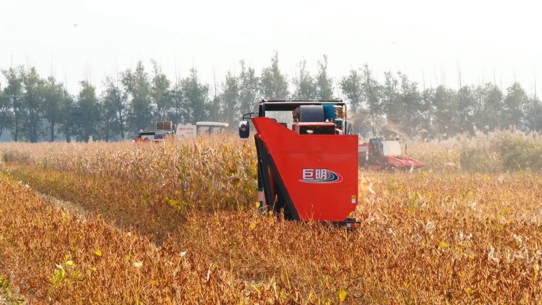 二十大时光丨山东：挖掘盐碱地利用潜力 夯实粮食安全根基