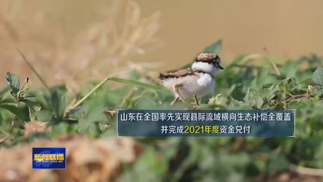 山东：奏响黄河流域生态保护和高质量发展大合唱