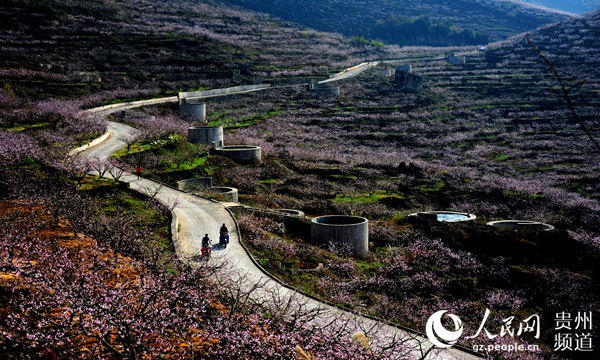 （市州）贵州安顺：石旮旯变“花果山” 荒山坡成“绿银行”