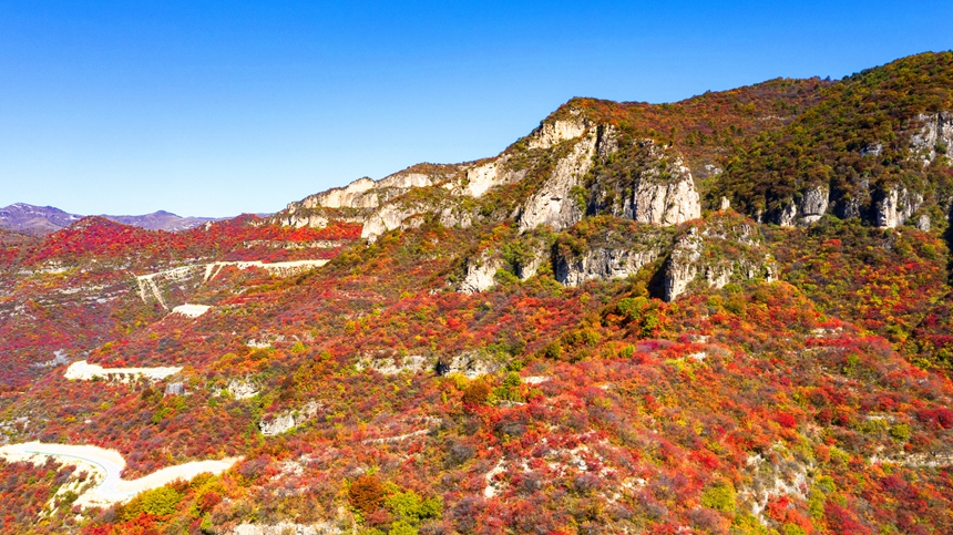 【中首图】邯郸涉县：层林尽染秋韵浓 太行红叶遍山岗