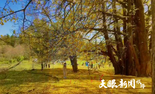 毕节市大方县油杉河景区：古银杏林金色流波迷人眼
