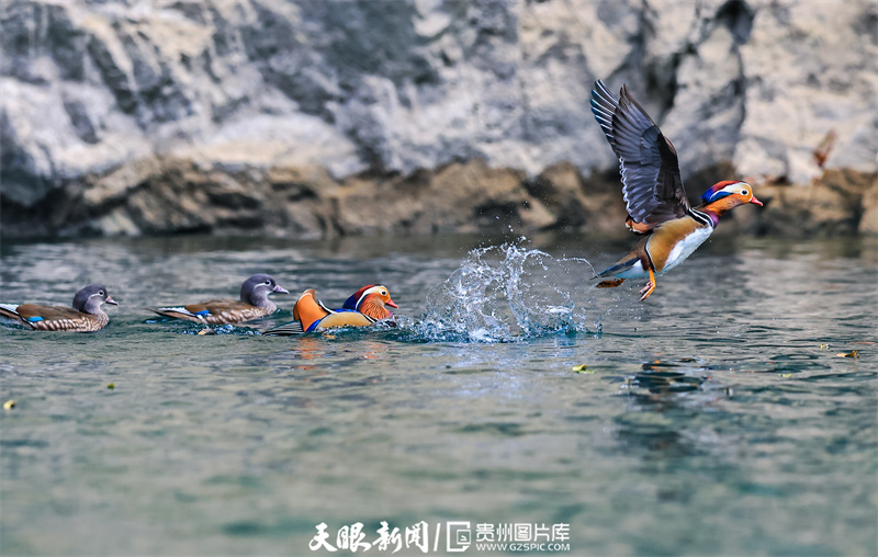 铜仁碧江：鸳鸯成群聚 越冬大峡谷