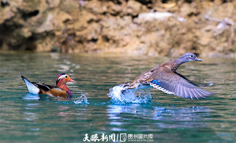 铜仁碧江：鸳鸯成群聚 越冬大峡谷