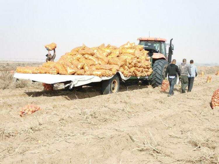 新华全媒+丨沙地变绿洲 土豆成“金豆”——乌兰布和沙漠秋收见闻