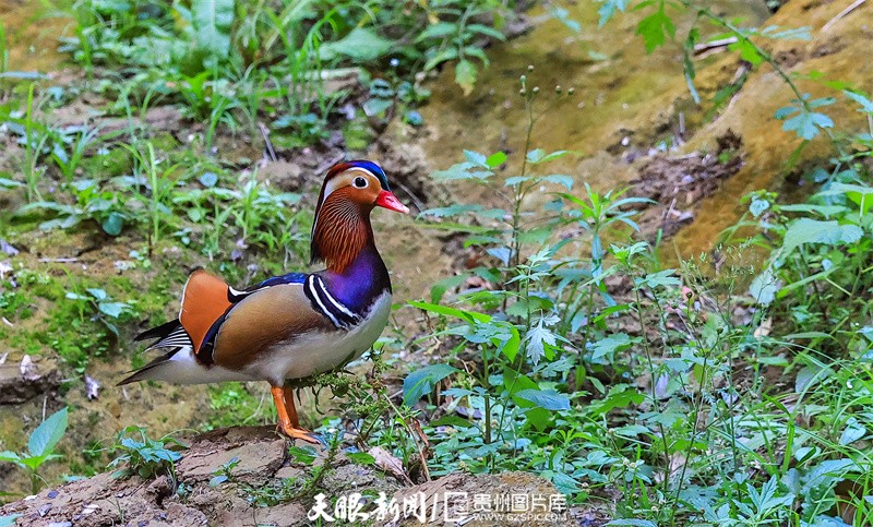 铜仁碧江：鸳鸯成群聚 越冬大峡谷