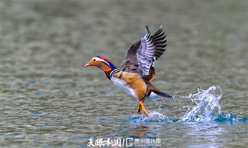 铜仁碧江：鸳鸯成群聚 越冬大峡谷