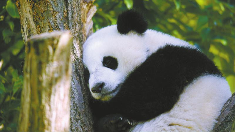（转载）四川生物多样性保护纪录片《生态秘境》登陆央视