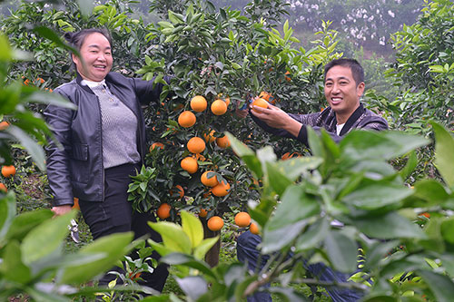 自贡市荣县村民范宗成返乡创业光荣入党还当劳模_fororder_范宗成夫妻