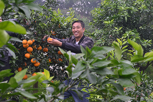 自贡市荣县村民范宗成返乡创业光荣入党还当劳模_fororder_果园中的范宗成