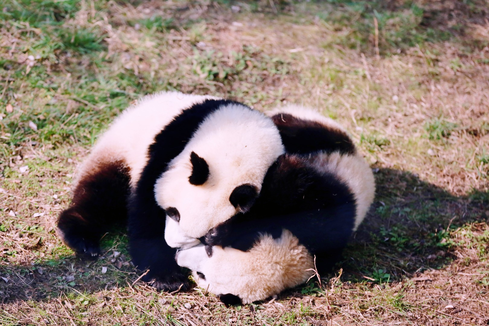 世界青年看陕西丨探秘秦岭大熊猫研究中心 与棕色熊猫“七仔”超萌互动_fororder_图片2