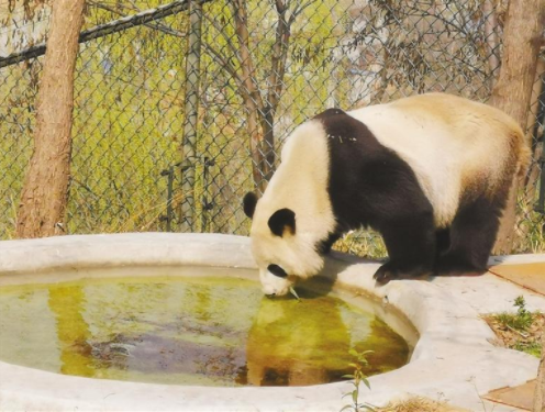 （转载）秦岭大熊猫——国宝中的萌“美人”_fororder_微信图片_20221101085915