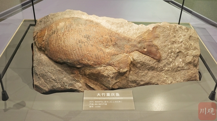 （转载）VR打卡②丨全景漫游 走进“活起来”的成都自然博物馆