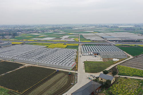 广汉：在广袤田野上书写现代化发展新画卷_fororder_金轮镇无公害蔬菜基地