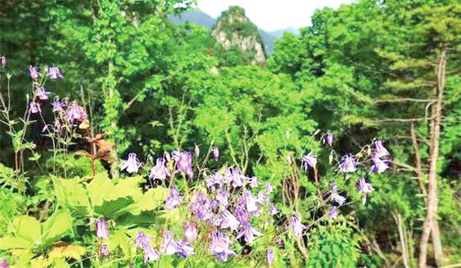 （转载）守护绿水青山 厚植最美底色——宝鸡市渭滨区攻坚克难加强秦岭生态环境保护工作巡礼_fororder_444