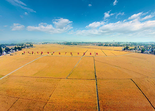 广汉：在广袤田野上书写现代化发展新画卷_fororder_现代粮食产业示范基地(连山镇）