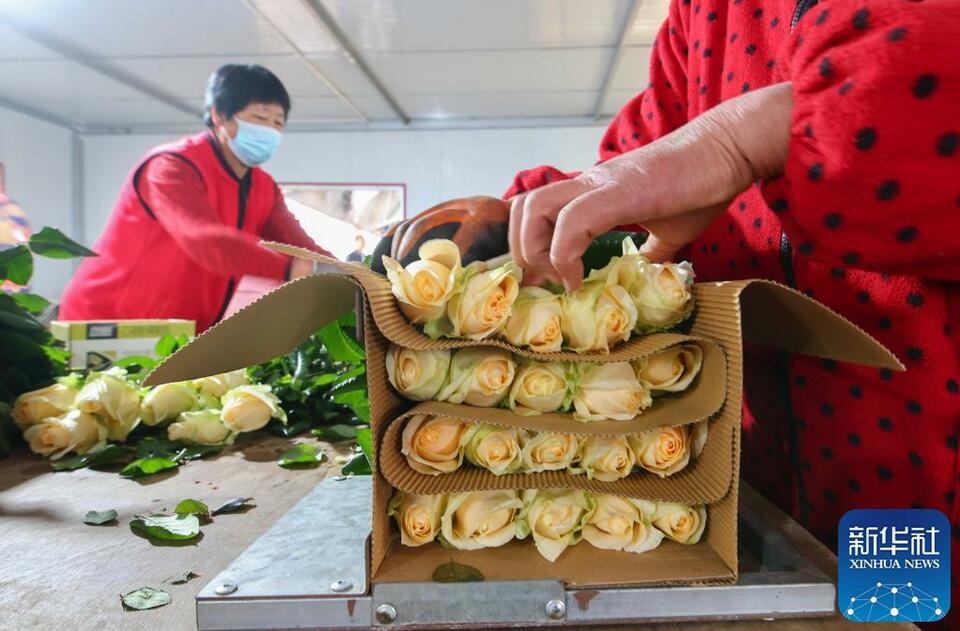 山东临沂：“花样”产业铺就乡村振兴路
