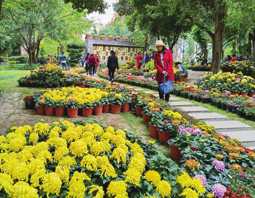 （转载）芳菊郁金黄 秋色耀蓉城
