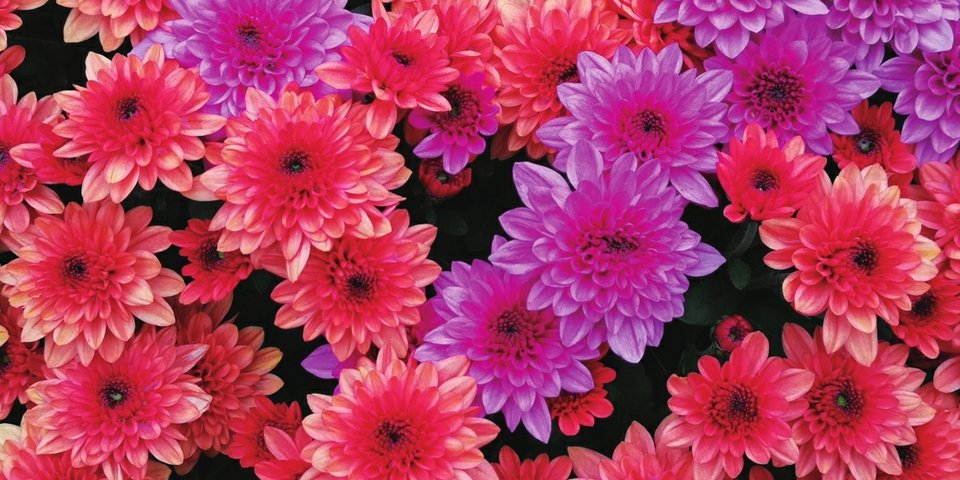 （转载）芳菊郁金黄 秋色耀蓉城