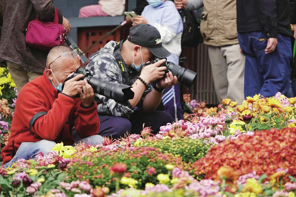 （转载）芳菊郁金黄 秋色耀蓉城