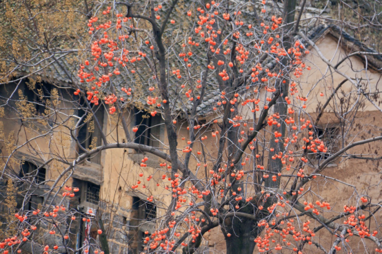 【原创】安阳林州：丰收时节 柿满枝头_fororder__45430003