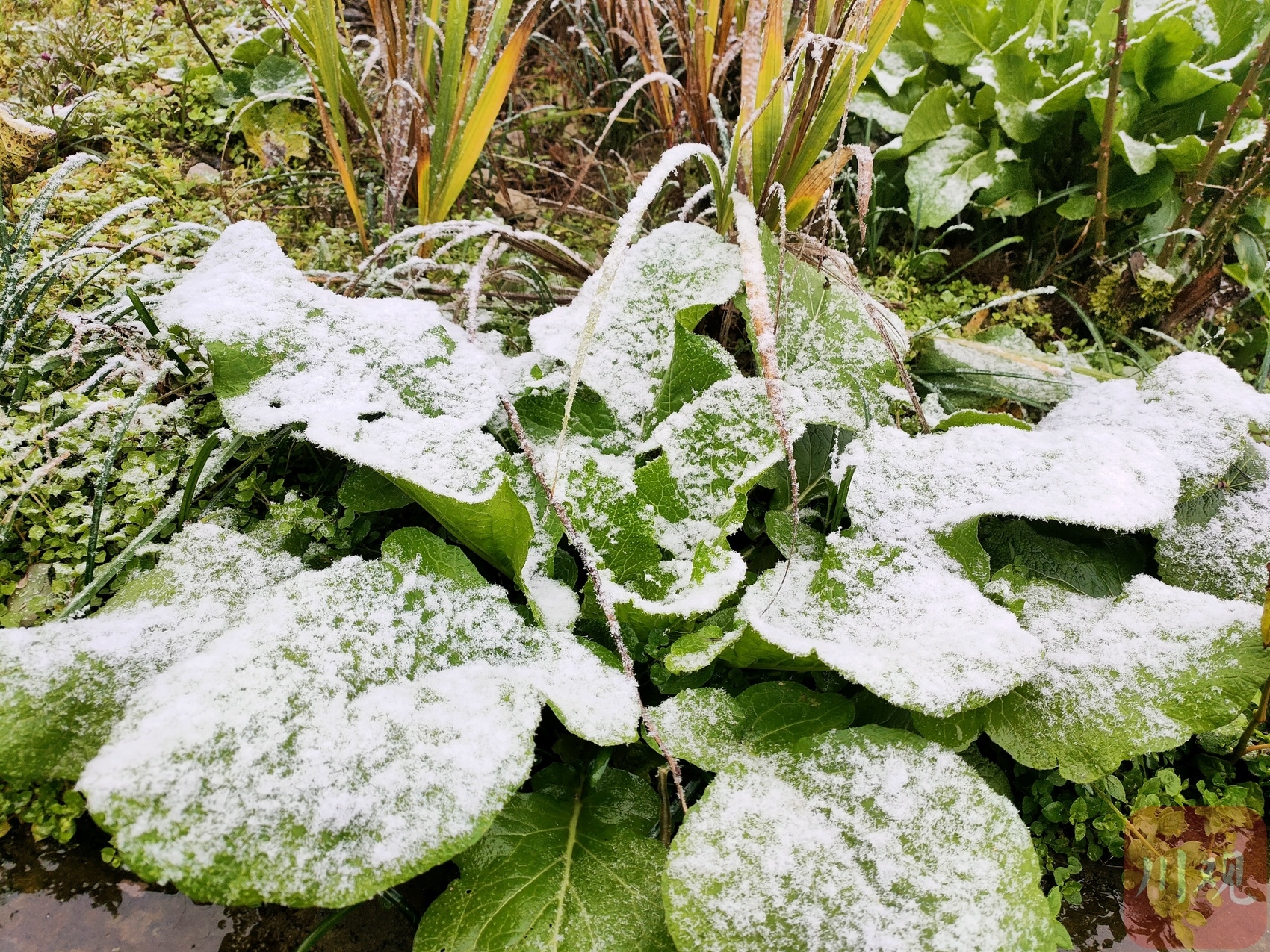 （转载）好冷！绵阳安州千佛镇降下今冬第一场雪