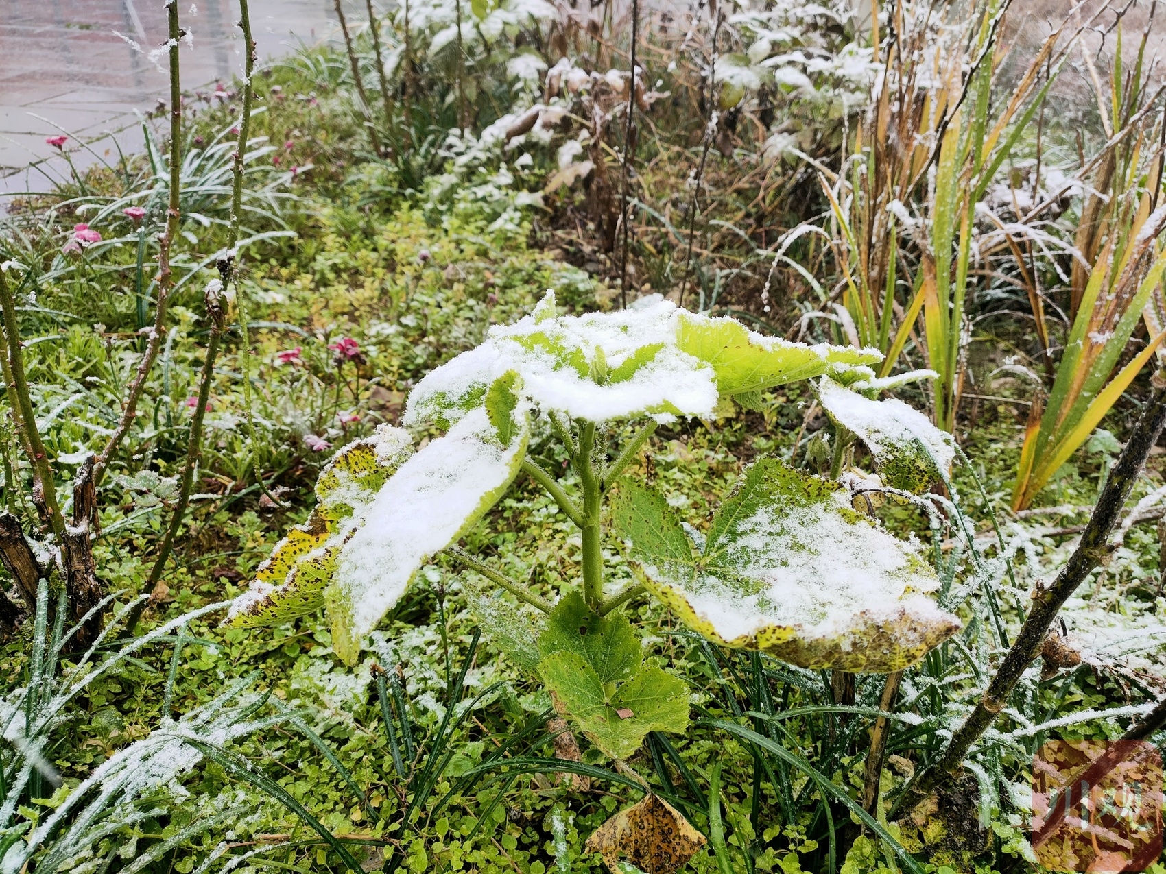 （转载）好冷！绵阳安州千佛镇降下今冬第一场雪