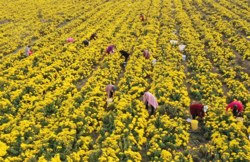 河南省尉氏县：菊花香飘致富路