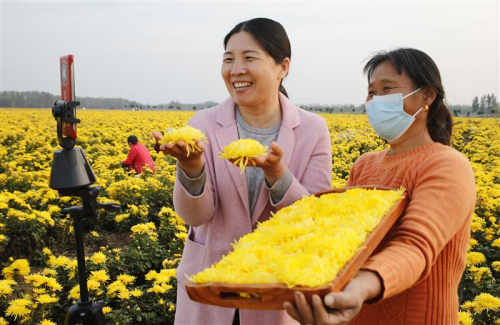 河南省尉氏县：菊花香飘致富路
