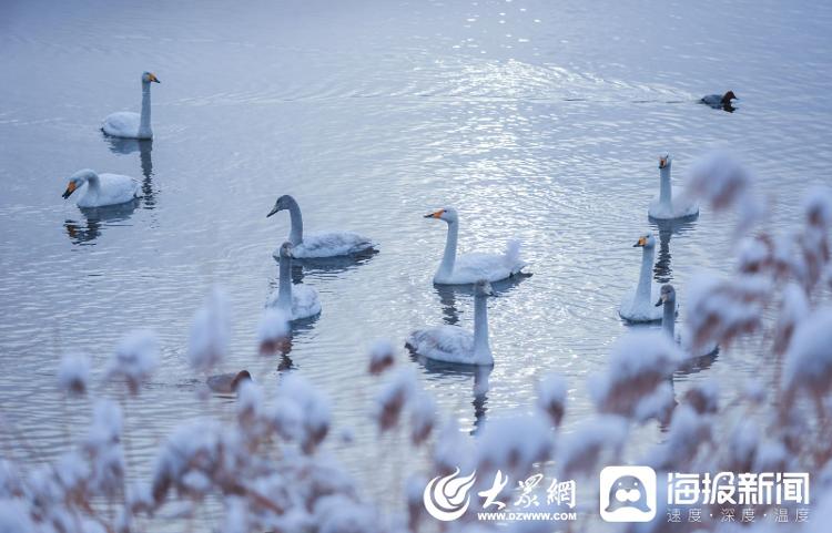 山东荣成：冬日雪景 美如仙境