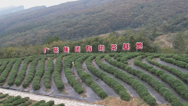 广元剑阁：加速推进茶叶生态公园建设 努力打造标杆茶文旅项目_fororder_图为：剑门·蜀道茶叶生态公园