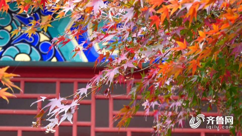 肥城：初冬叶斑斓 公园景如画
