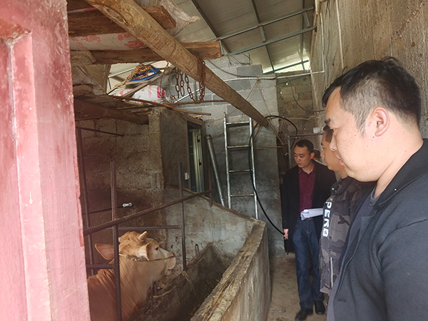 宜宾珙县：发挥财政专项资金效能 助力新型农业经营主体_fororder_珙县农业农村局副局长吴开屏带队指导如何科学养牛-供图-珙县县委宣传部