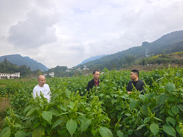 宜宾珙县：发挥财政专项资金效能 助力新型农业经营主体_fororder_珙县农业农村局专家小组正在察看紫苏长势-供图-珙县县委宣传部
