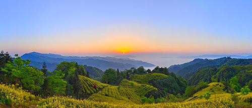 宜宾筠连：奋力谱写高质量发展新篇章_fororder_筠连县千秋茶山-郑乐--摄