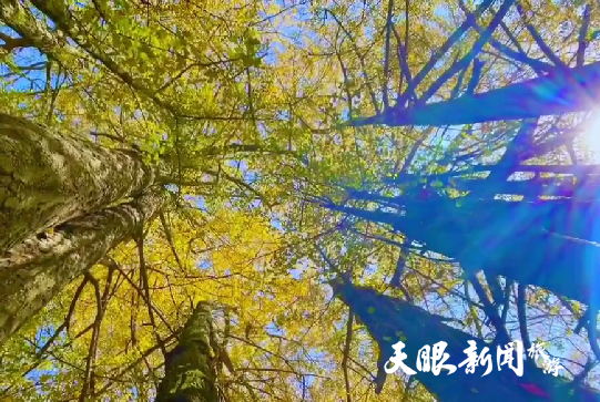 毕节市大方县油杉河景区：古银杏林金色流波迷人眼