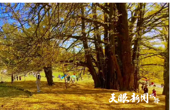毕节市大方县油杉河景区：古银杏林金色流波迷人眼