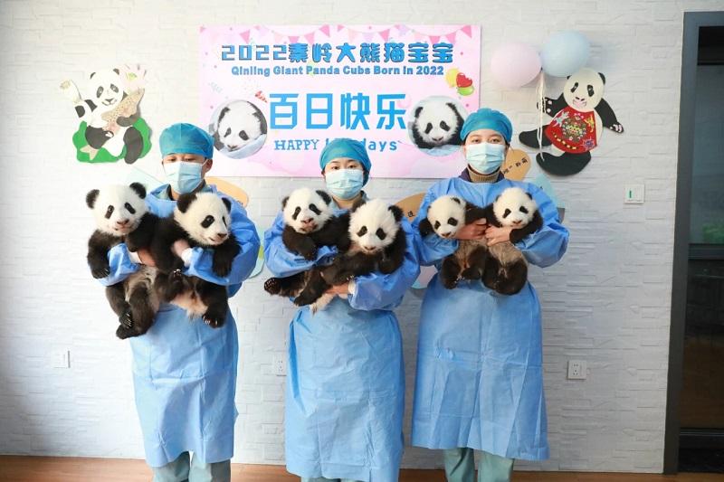 2022级秦岭大熊猫宝宝迎来百天 6只萌宝萌萌同框亮相快来围观