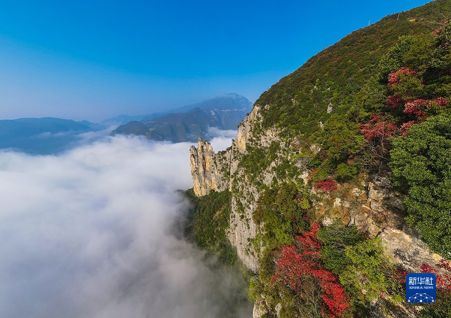 【城市远洋带图】重庆巫山红叶进入最佳观赏期_fororder_1129200128_16707430391981n
