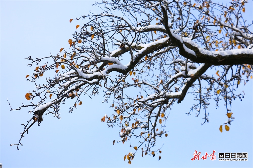 【轮播图】定西：雪后岷州处处是景_fororder_5