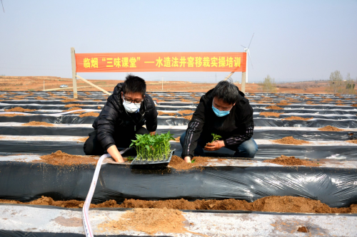 山东临朐烟草：厚植青春沃土 绽放绚丽之花