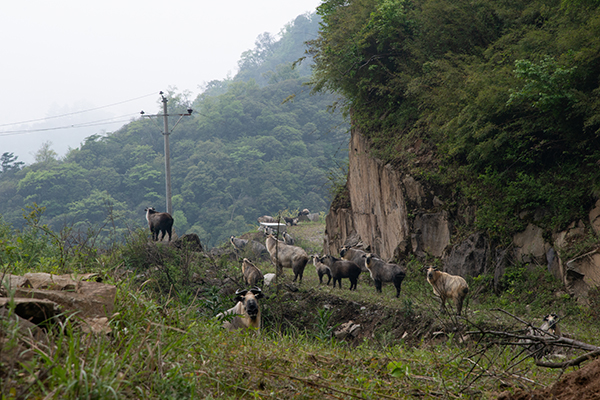 唐家河大白包地区首次记录到大熊猫的画面_fororder_大白包区域内利用废弃公路迁徙的四川羚牛