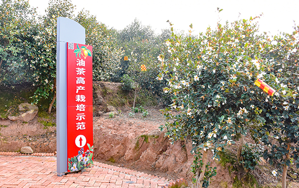 共谋油茶发展前景 四川省油茶产业发展现场推进会在自贡荣县举行_fororder_7油茶高产栽培示范基地（摄影-赵丽）