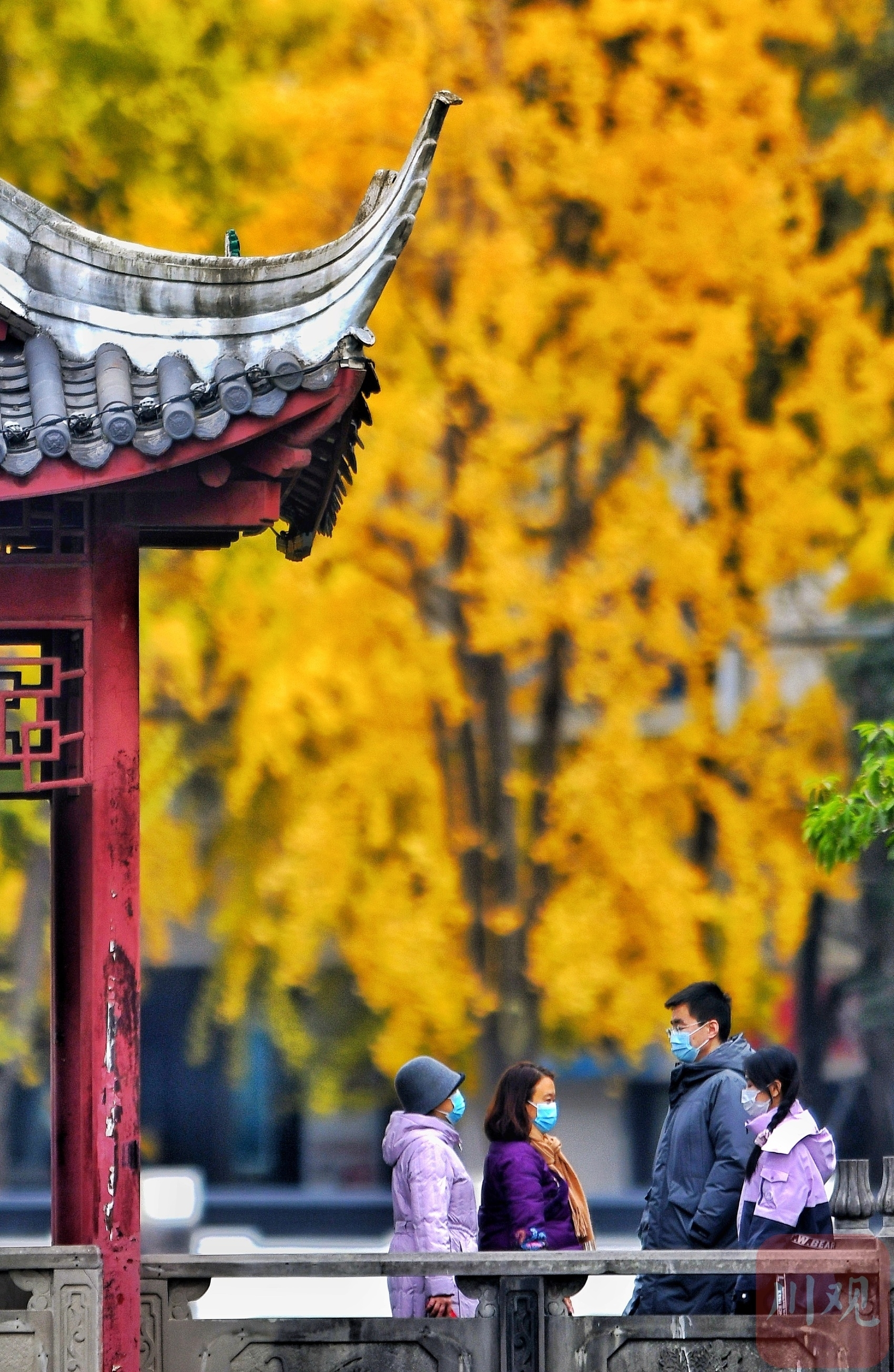 （转载）成都满城金黄 又是一年银杏季