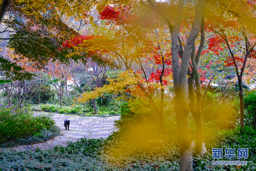 【城市远洋带图】重庆：缤纷彩林扮靓冬日山城_fororder_1129203897_16709018837381n
