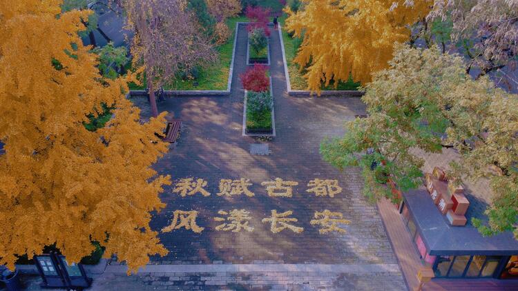 （转载）西安城墙网红银杏叶景观搬上“云端”