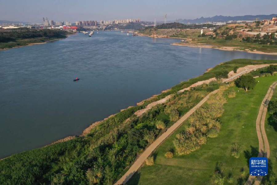 【城市远洋】淹不垮、冲不走 重庆广阳岛有一批 “草坚强”