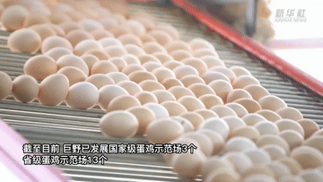 山东巨野：细分市场 鸡蛋做成十亿级产业