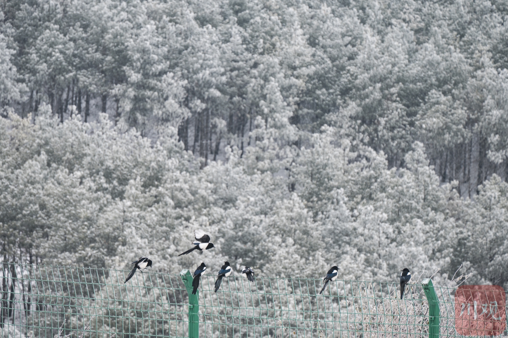 （转载）凉山小相岭迎降雪 满眼北国风光